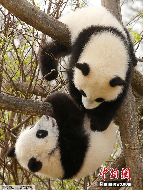 奥地利双胞胎大熊猫宝宝亮相 动作亲昵感情好