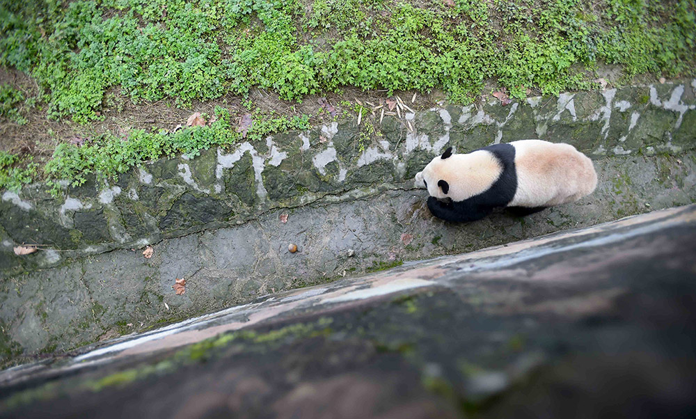 3月24日在中国大熊猫保护研究中心都江堰基地盼盼园拍摄的大熊猫“宝宝”。