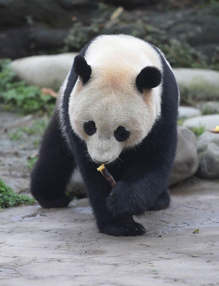 3月24日在中国大熊猫保护研究中心都江堰基地盼盼园拍摄的大熊猫“宝宝”。 