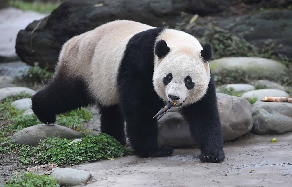 3月24日在中国大熊猫保护研究中心都江堰基地盼盼园拍摄的大熊猫“宝宝”