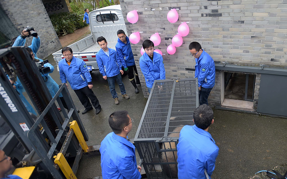 3月24日，工作人员在中国大熊猫保护研究中心都江堰基地准备将大熊猫“宝宝”搬运至盼盼园。