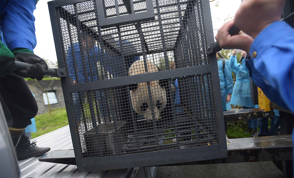 3月24日，工作人员在中国大熊猫保护研究中心都江堰基地隔离检疫区准备将大熊猫“宝宝”搬运至盼盼园。