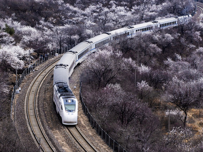 北京居庸关那趟“开往春天的列车”来了