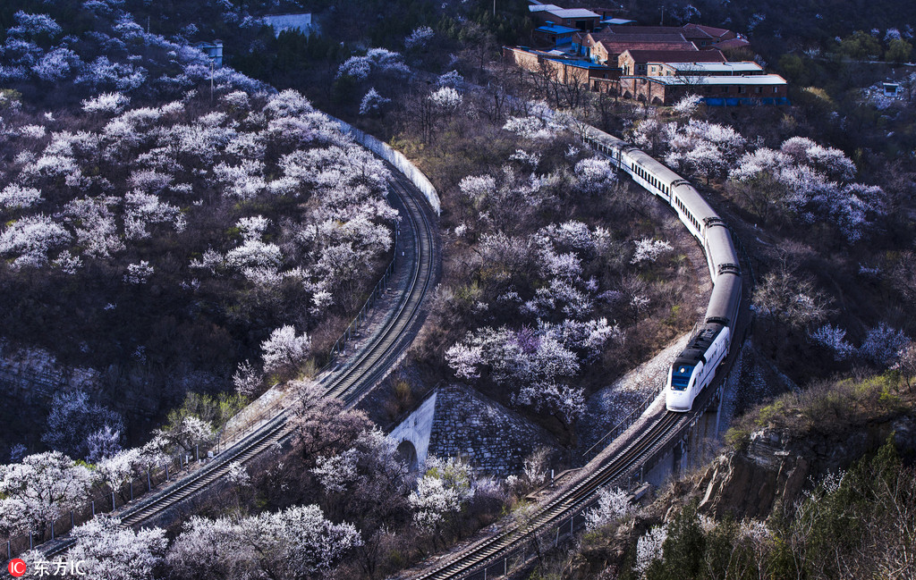 北京居庸关那趟“开往春天的列车”来了