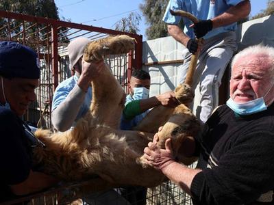 伊拉克战火致大批动物无人照料 福利机构加紧转移