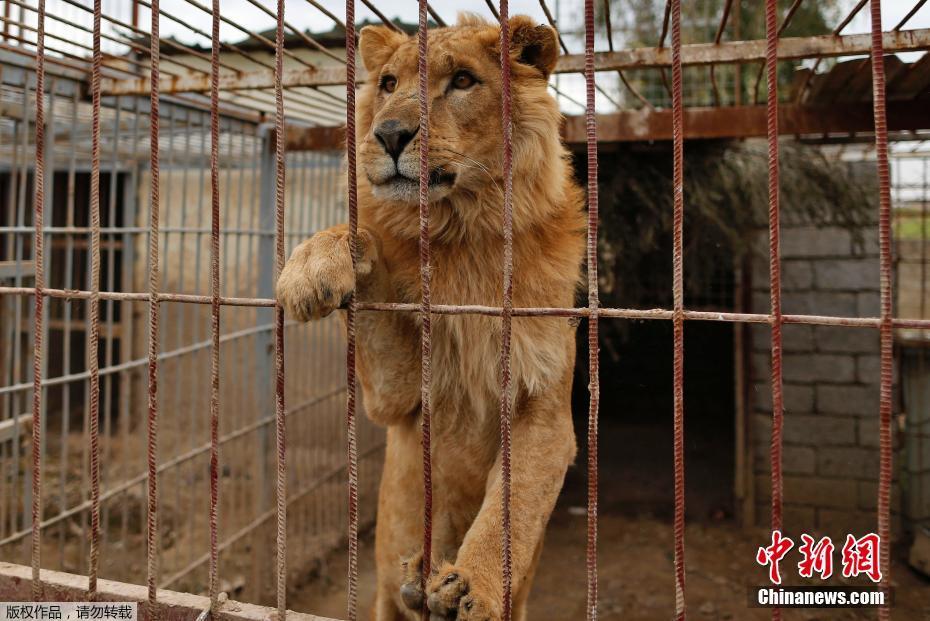 伊拉克战火致大批动物无人照料 福利机构加紧转移