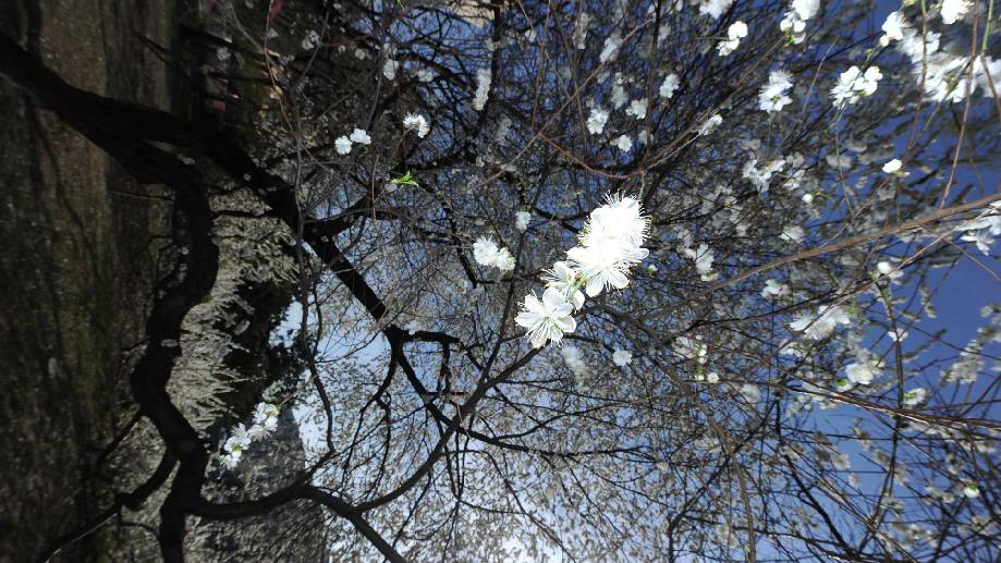 北京二环内这棵大树开花后 竟然吸引市民争相来合影