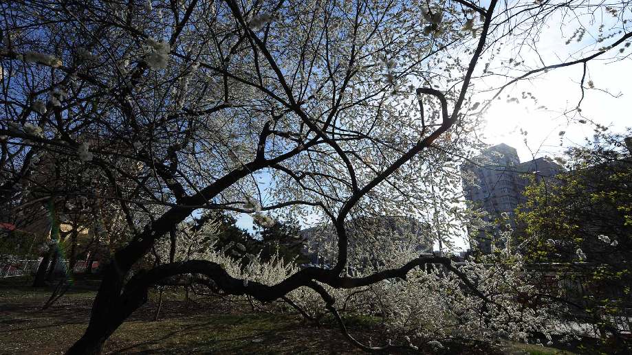 北京二环内这棵大树开花后 竟然吸引市民争相来合影