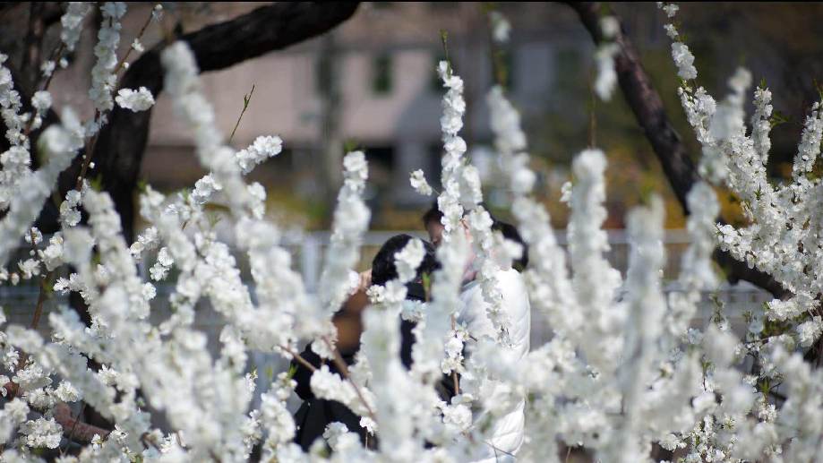 北京二环内这棵大树开花后 竟然吸引市民争相来合影