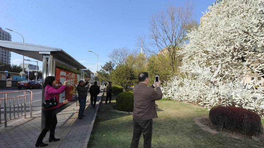 北京二环内这棵大树开花后 竟然吸引市民争相来合影