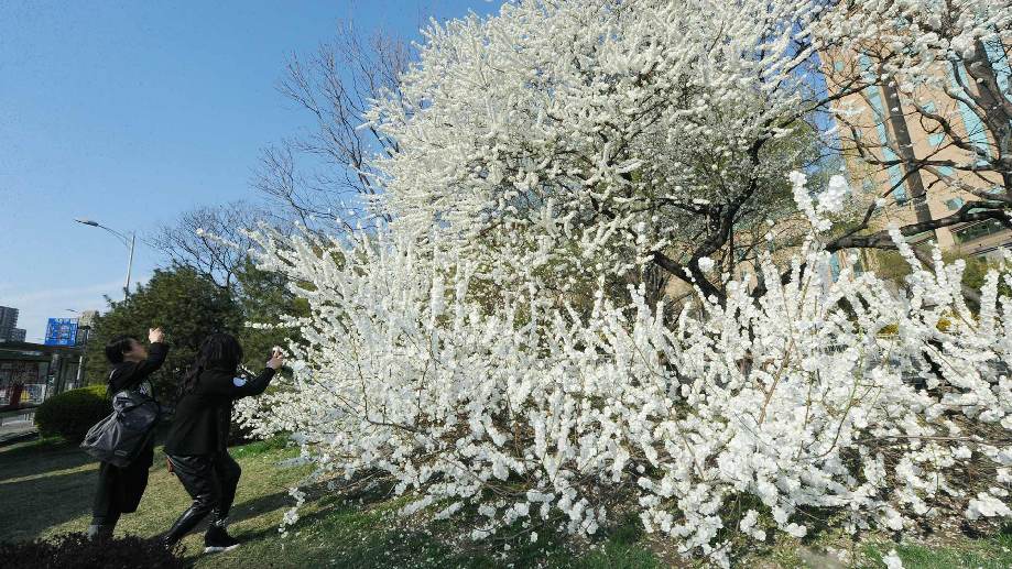 北京二环内这棵大树开花后 竟然吸引市民争相来合影