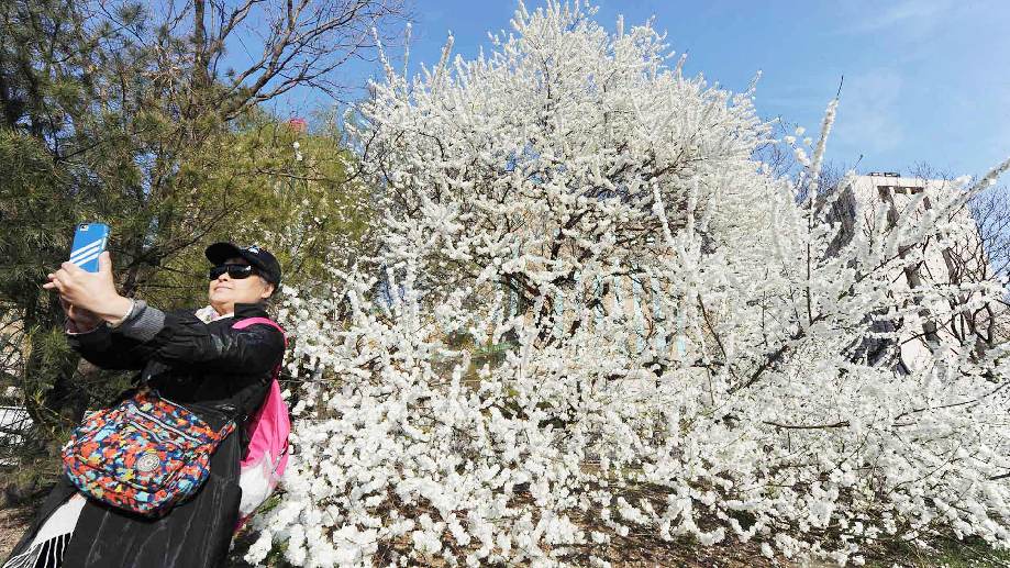 北京二环内这棵大树开花后 竟然吸引市民争相来合影