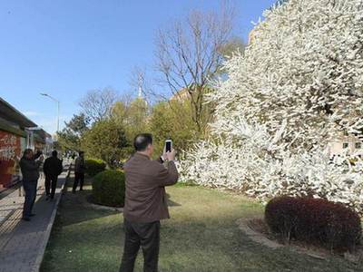 北京二环内这棵大树开花后 竟然吸引市民争相来合影