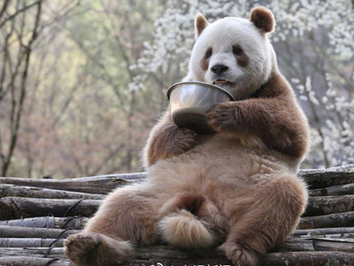 棕色大熊猫？不用怀疑，这真的是一只大熊猫