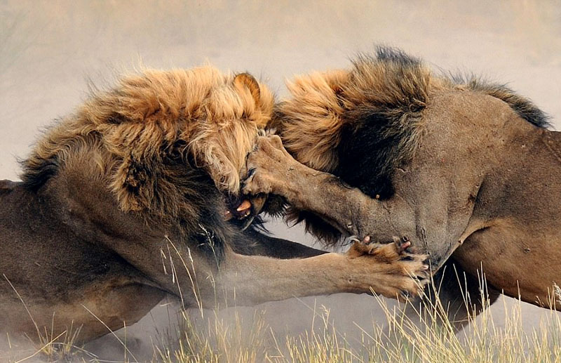 冲冠一怒为“红颜” 非洲两雄狮大打出手场面激烈