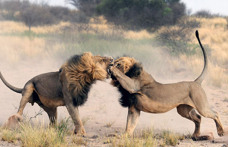 冲冠一怒为“红颜” 非洲两雄狮大打出手场面激烈