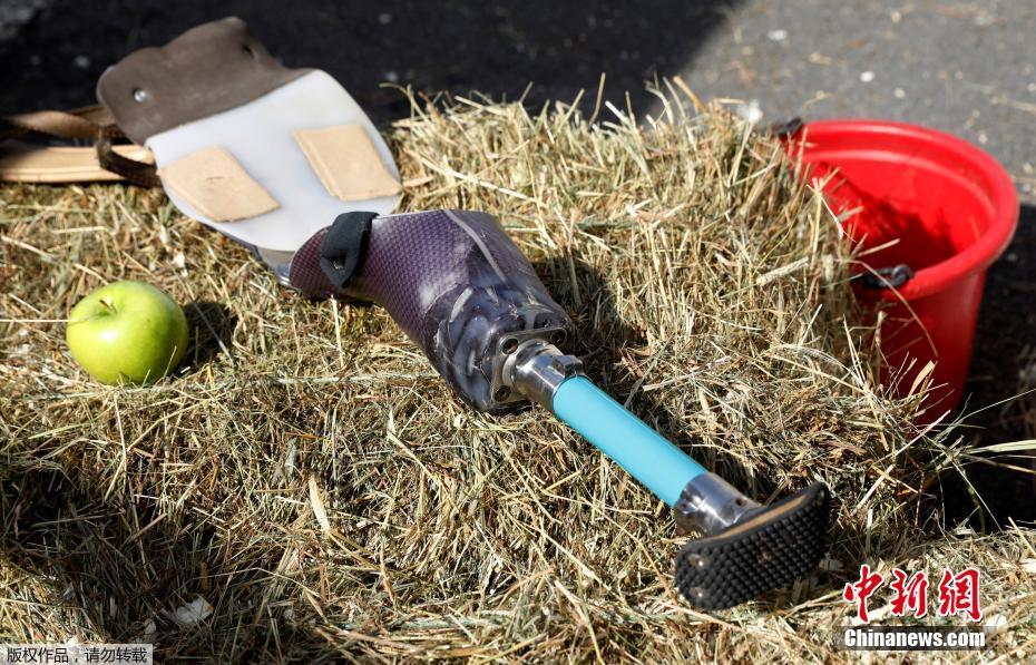 残疾小马装义肢 重获新生