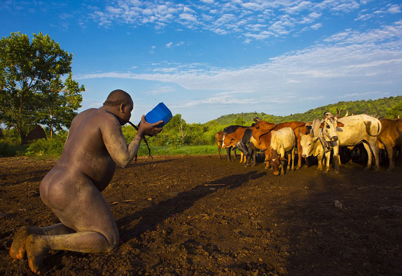 埃塞俄比亚部落以胖为美 男人喝牛血增肥