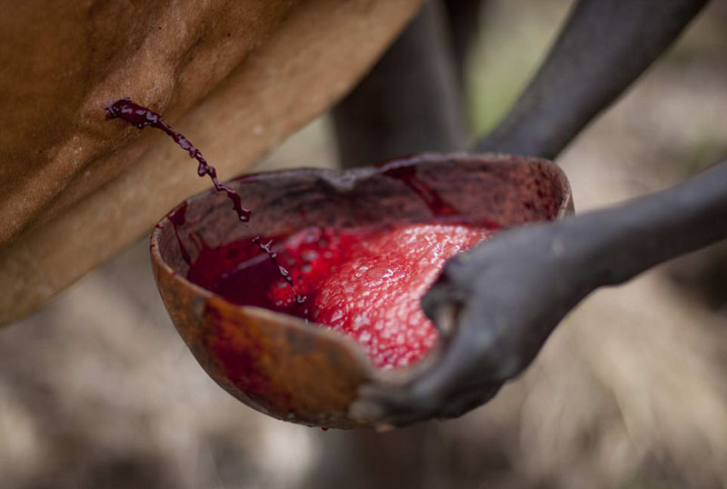 埃塞俄比亚部落以胖为美 男人喝牛血增肥