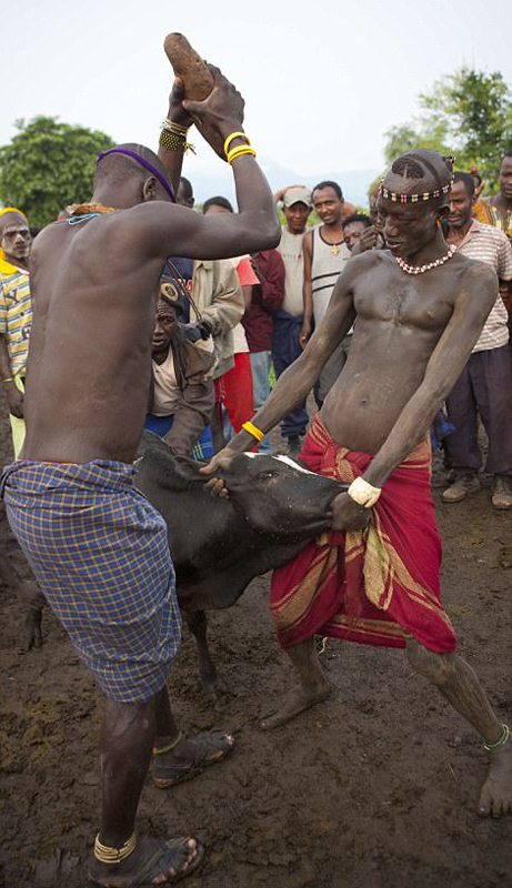 埃塞俄比亚部落以胖为美 男人喝牛血增肥
