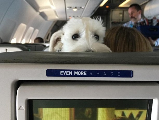一只狗的飞机初体验