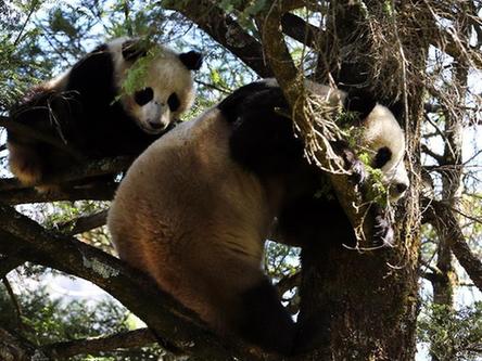 罕见瞬间被拍摄到：秦岭大熊猫野外哺乳