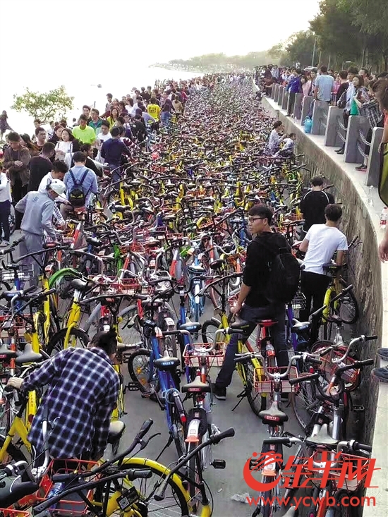 3日，万辆共享单车“攻陷”深圳湾公园