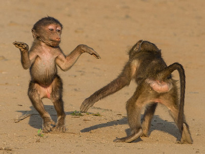 南非两狒狒滑稽“斗舞” 手舞足蹈像失去平衡