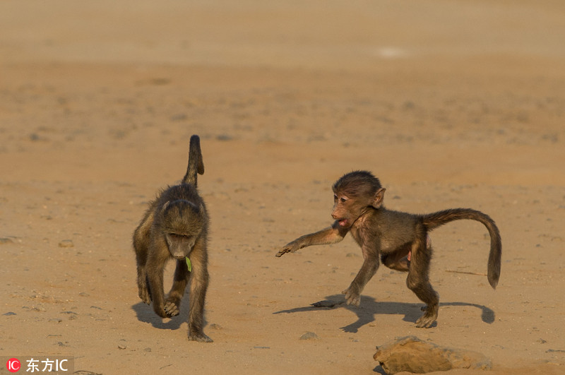 南非两狒狒滑稽“斗舞” 手舞足蹈像失去平衡