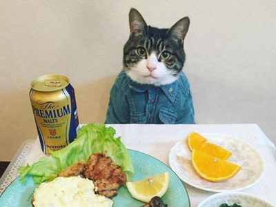 日本网友拍摄猫咪与美食 “大厨猫”网络走红
