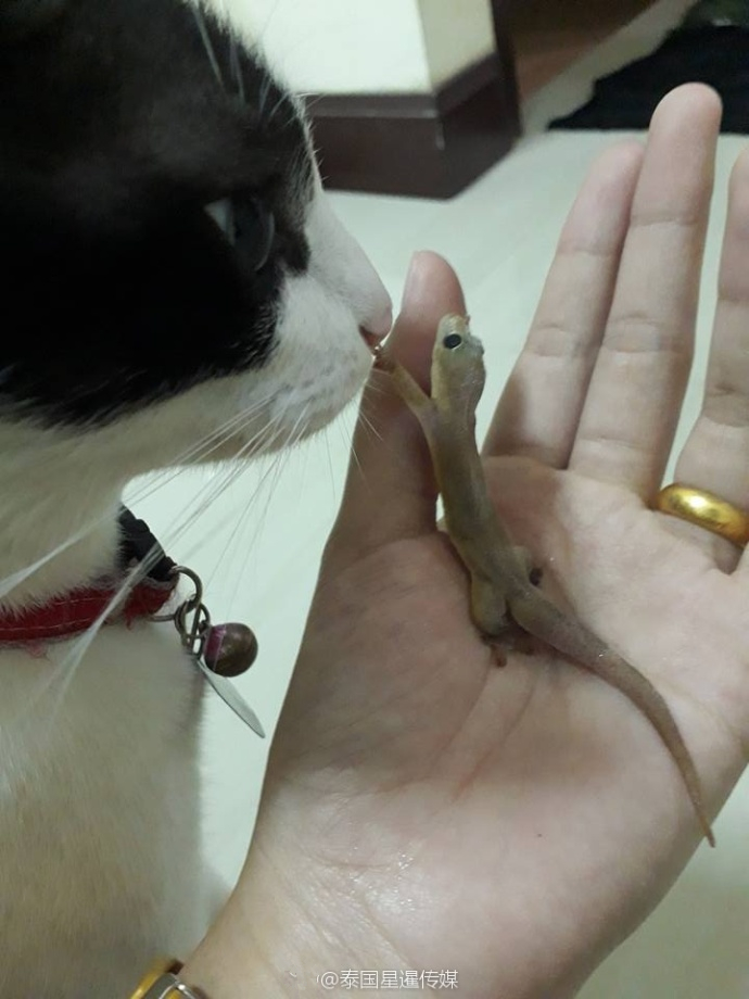 泰国40度高温 小壁虎爬进冰箱“壮烈牺牲”