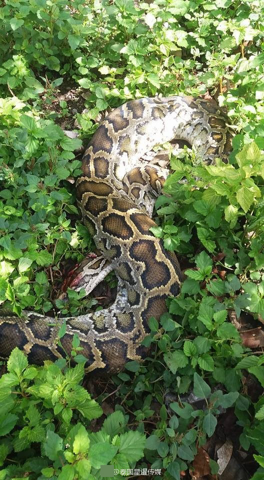 蟒蛇闯入院子吃鸡 看门狗奋力阻挡累晕倒