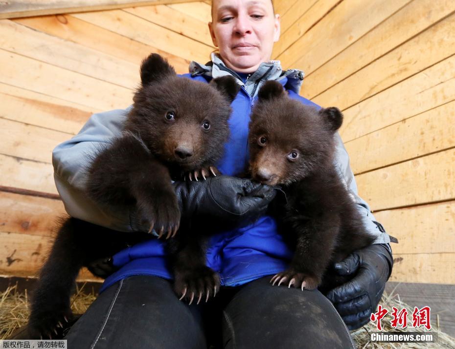 俄罗斯孤儿熊宝宝与人类“牵手” 萌化人心