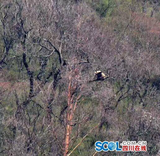 羞羞！大熊猫“上树式求偶” 专家观察40分钟