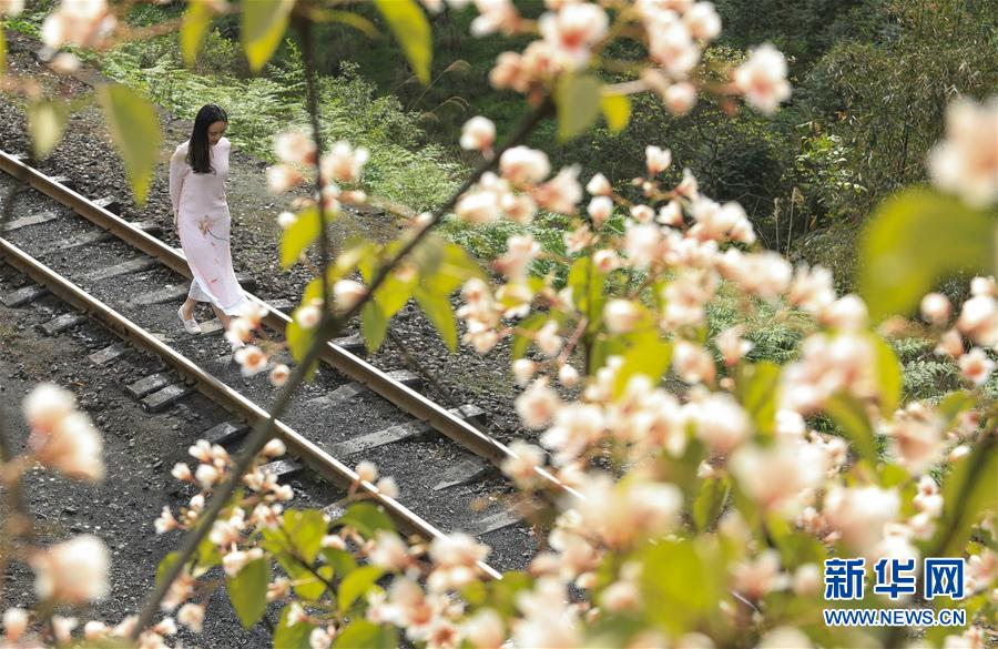 春天，小火车与桐子花有个约会