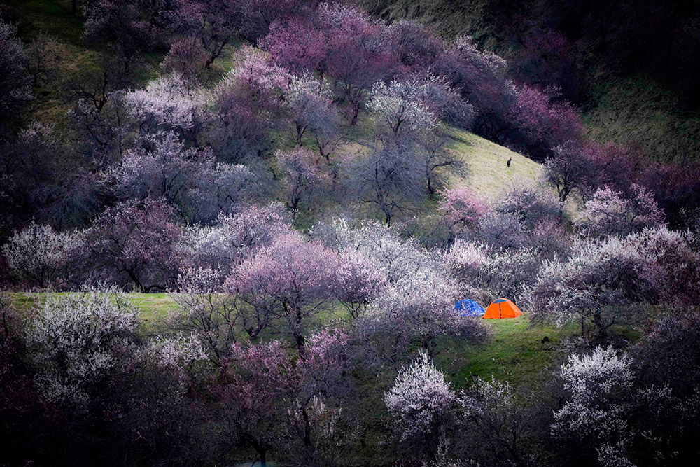 游客在杏花沟里支好的帐篷（4月16日摄）。