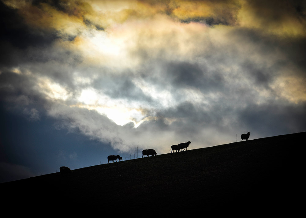 杏花沟的山脊上的几只羊在觅食（4月14日）。