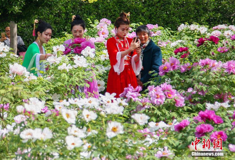 古装美女“争艳”盐城黄尖牡丹节