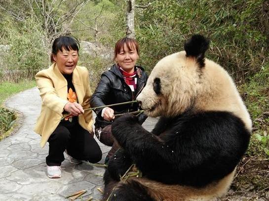 陕西景区现野生大熊猫 淡定吃竹笋任人拍照