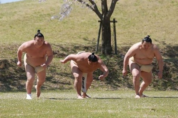 日本相扑手樱花树下拍“大尺度辣眼睛”妩媚写真