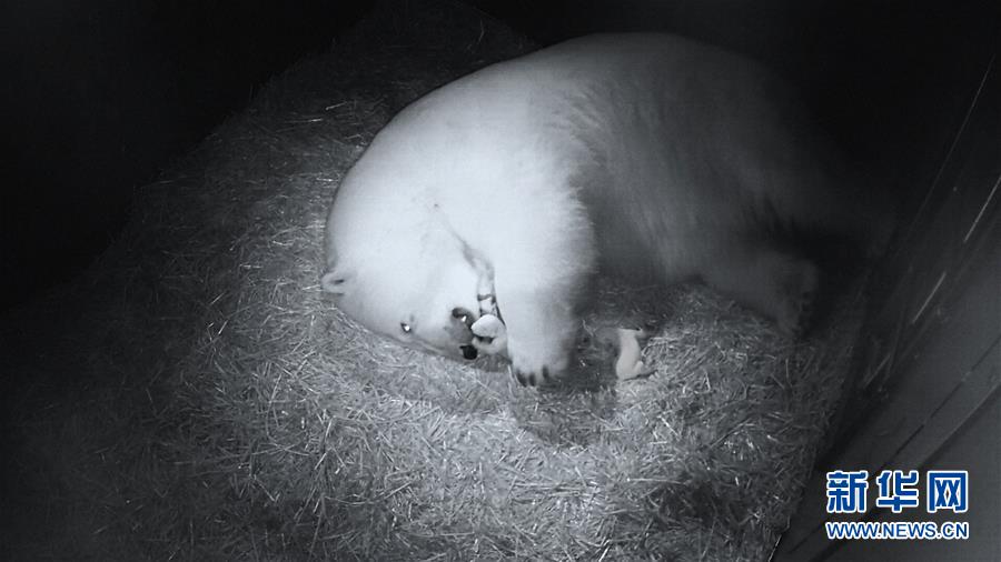 北极熊妈妈和她的新生宝宝