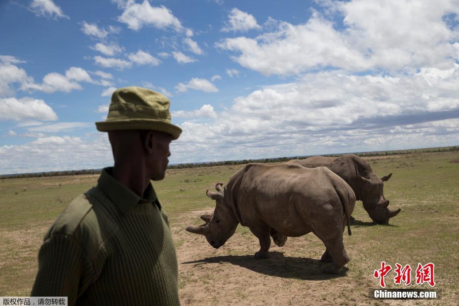 最孤独雄性白犀牛苏丹已45岁 白犀牛物种面临灭绝