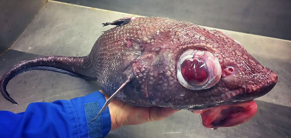 俄科学家晒深海怪鱼照片 仿佛异星生物