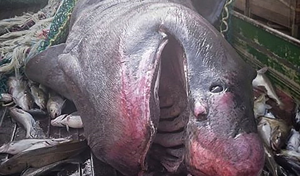 俄科学家晒深海怪鱼照片 仿佛异星生物