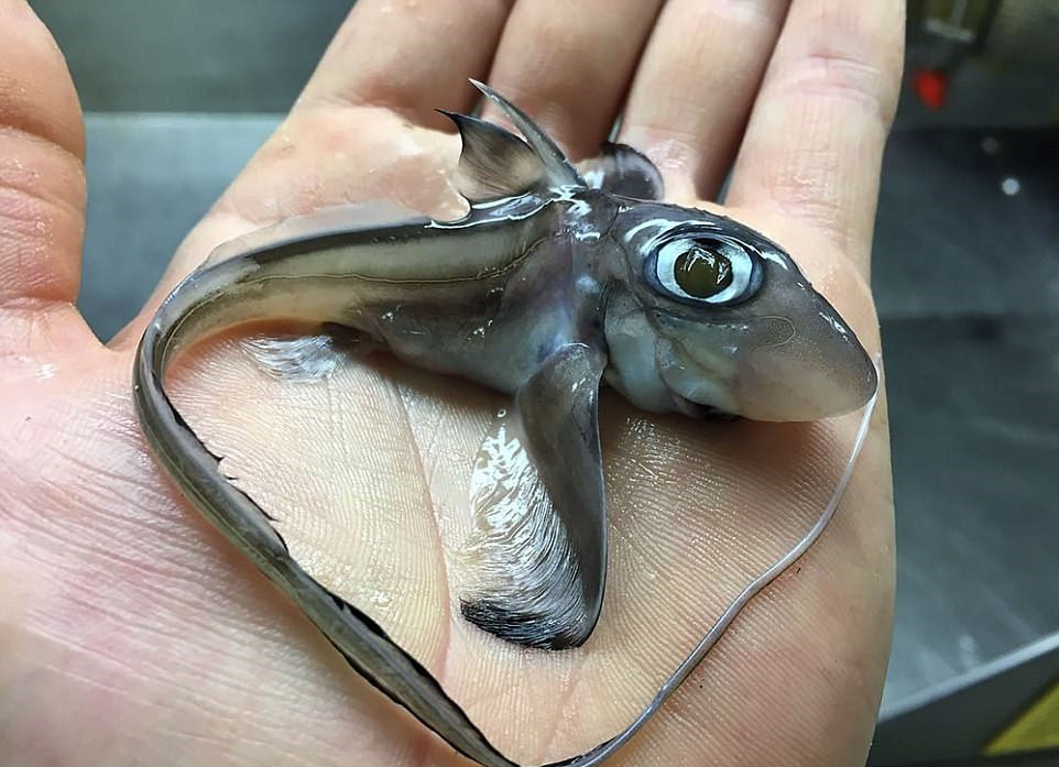 俄科学家晒深海怪鱼照片 仿佛异星生物