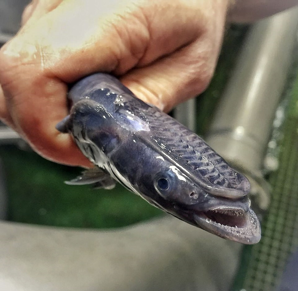 俄科学家晒深海怪鱼照片 仿佛异星生物