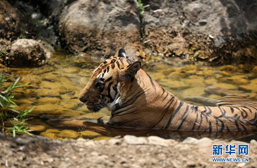 孟买高温 老虎水池中避暑