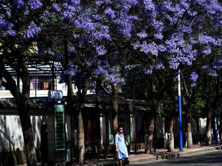 蓝花楹盛放昆明街头 市民穿行浪漫花街