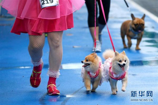 萌萌哒！曼谷举办宠物狗马拉松