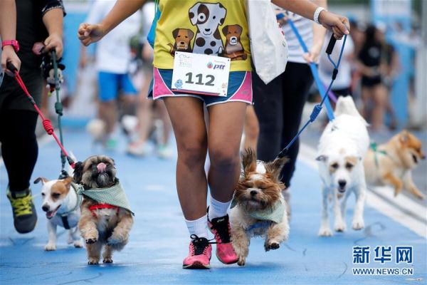 萌萌哒！曼谷举办宠物狗马拉松